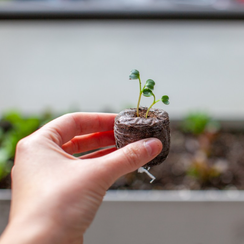 Premium Organic Peat Moss